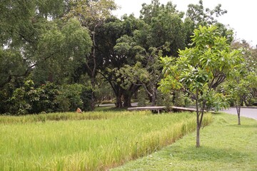 green grass in the park in Bangkok Thailand