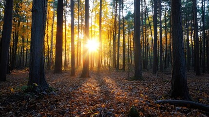 Fototapeta premium Beautiful sun shining through trees in a vibrant autumn forest creating a magical scene : Generative AI