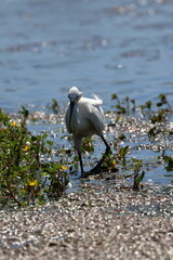 white egret