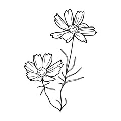 botanical line at composition for floral design