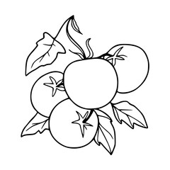 a black and white drawing of a branch with tomatoes coloring pages