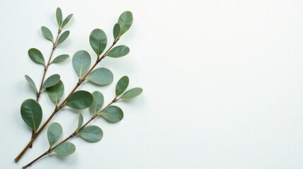 Fototapeta premium Serene Green Branches with Lush Foliage Arranged on a Smooth Surface, Perfect for Minimalist Designs and Nature-Inspired Projects