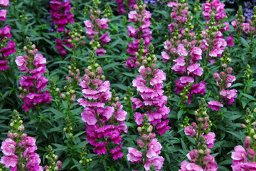 Blooming snapdragon flowers filling the garden with color