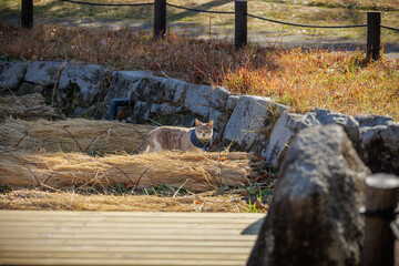Cat wearing belled collar stands amidst straw outdoors near stone wall, illuminated by warm sunlight. Sunlight highlights the warm colors of the dry grass and foliage, connecting with nature.