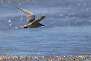 common tern
