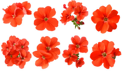 Obraz premium Set of red geranium flowers isolated on a white background, photographed from different angles and positions, in PNG format. 