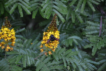 Beauty of a Black Bumblebee polinizing a yellow flower