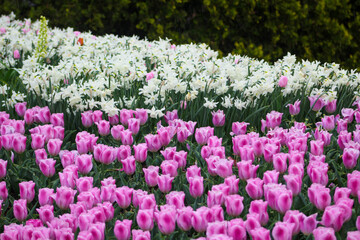 Colorful display of tulips and white flowers in spring garden