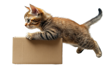A playful kitten leaps over a cardboard box, showcasing its agility and curiosity. Perfect for capturing the spirit of fun and playfulness in pets.