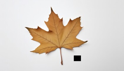 Detailed Texture of a Single Dried Maple Leaf on a Plain Background