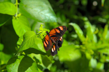 Orange and black butterfly resting on green leaves in nature