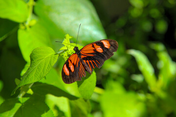 Butterfly resting on green leaves in a vibrant garden setting