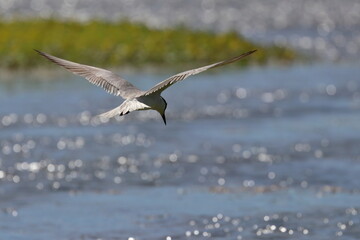 common tern