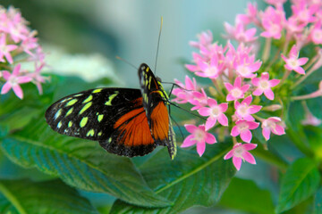 Colorful butterfly perched on vibrant pink flowers in bloom