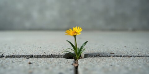 Naklejka premium A resilient yellow flower bravely pushing through cracks in the pavement, symbolizing perseverance and the strength of nature
