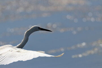 white egret