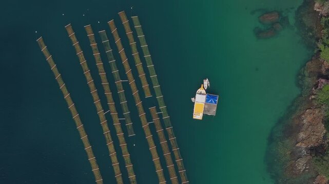 An algae seaweed farm in Paraty grows algae in a controlled way for food, industrial and environmental uses in a sustainable way.