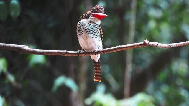 Banded Kingfisher(Lacedo pulchella)launching off from tree branch in thick tropical rainforest in namtok saikhao National Park Thailand, Asia.video