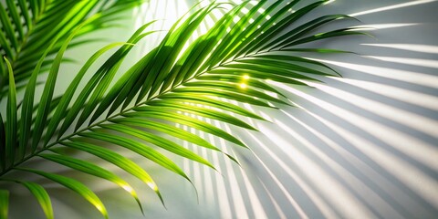 Obraz premium Abstract Summer Spring Background: Blurred Palm Shadow & Green Lights for Product Presentation