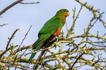 Obraz premium Photograph of an Australian King Parrot sitting in a leafless tree in the sunshine in the Blue Mountains in New South Wales, Australia.