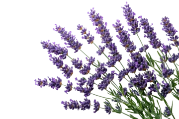  A vibrant bunch of lavender flowers showcasing their rich purple hue, symbolizing tranquility and beauty in nature. Ideal for relaxation themes. © venusvi
