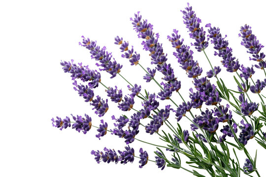 Fototapeta A vibrant bunch of lavender flowers showcasing their rich purple hue, symbolizing tranquility and beauty in nature. Ideal for relaxation themes.