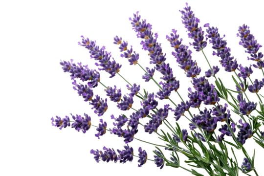 A vibrant bunch of lavender flowers showcasing their rich purple hue, symbolizing tranquility and beauty in nature. Ideal for relaxation themes.