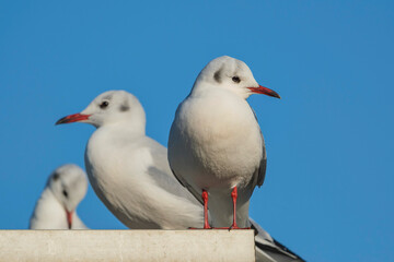 Fototapeta premium ユリカモメ