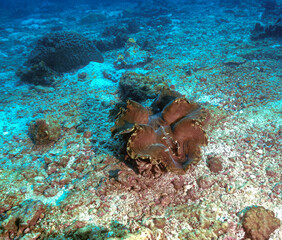 Underwater photo of giant clam at a coral reef. From a scuba dive in Thailand. Phi Phi Islands.