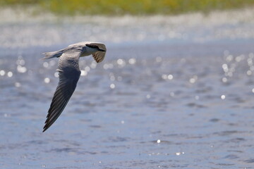 common tern