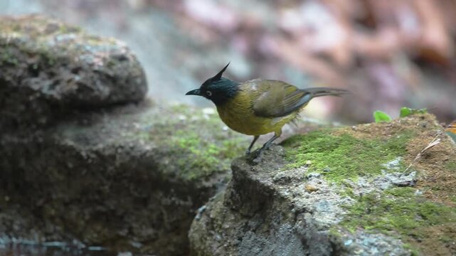  bird dringing water in nature