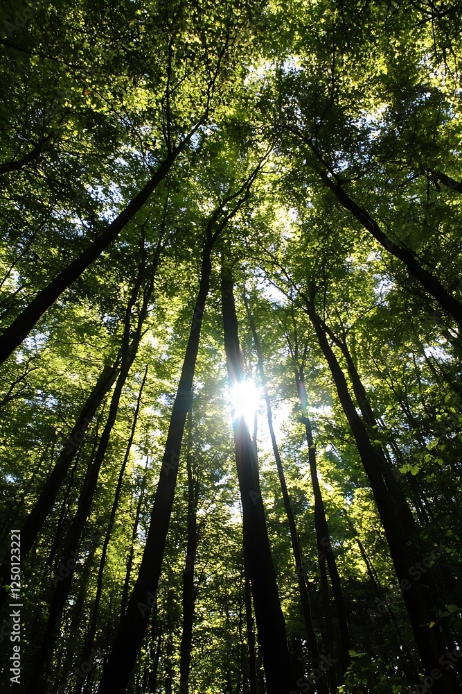 Poster Sunlight Filtering Through Tall Trees in a Lush Green Forest Creating a Stunning Nature Scene : Generative AI