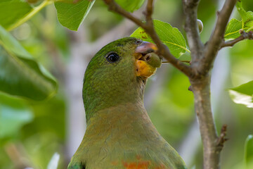 Photograph of an Australian King Parrot eating berries in a green leafy tree in the Blue Mountains in New South Wales, Australia.