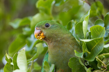 Photograph of an Australian King Parrot eating berries in a green leafy tree in the Blue Mountains in New South Wales, Australia.