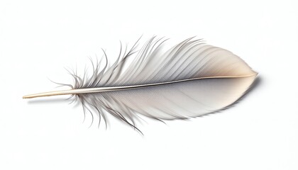 Obraz premium Intricate Details of a Delicate Feather Floating Gracefully