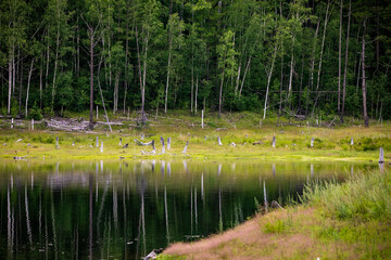 Picturesque lake. Green hills are reflected in the calm water of the Zeya reservoir. Protected Russia.