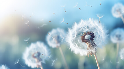 Beautiful puffy dandelion and flying seeds against blue sky on sunny day.