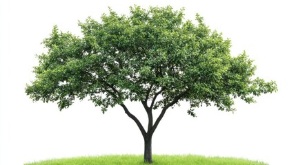 Lush green tree on grass, isolated, nature background; website design