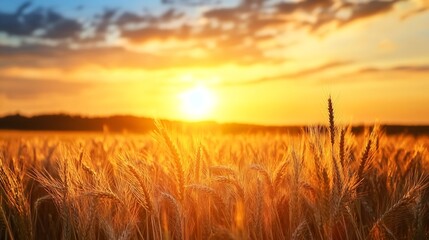 Obraz premium Golden wheat field under a majestic sunset with colorful sky and horizon : Generative AI