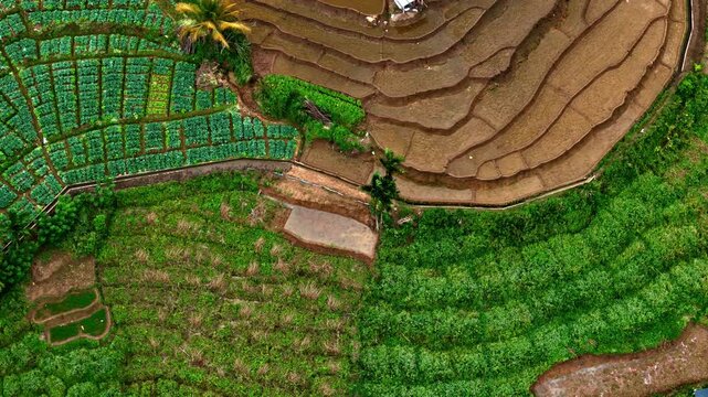 Drone aerial landscape of Uva Halpewatte tea factory crops plantations vegetation in Ella Sri Lanka Asia tourism industry travel agriculture farming countryside region outdoors