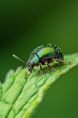 Fototapeta premium Close Up of Vibrant Green Beetle Crawling on Leaf with Soft Green Background : Generative AI