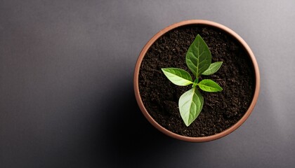 Naklejka premium A small green plant sprouts from dark soil in a terracotta pot.