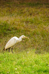 Fototapeta premium Cattle Egret Catching Its Prey