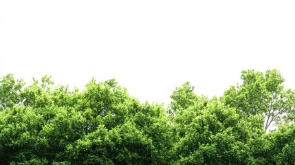 Obraz premium Lush green treetops against white sky, nature backdrop