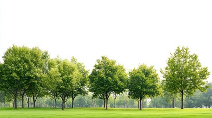 Lush green trees line a park's edge against a clear sky, ideal for nature-themed designs