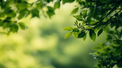 Obraz premium Lush green leaves in soft focus creating a tranquil and natural ambiance ideal for nature photography : Generative AI
