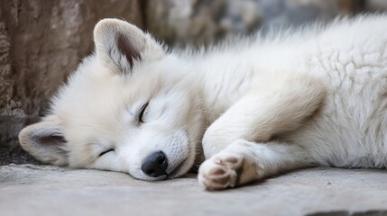 Obraz premium Adorable Sleeping Arctic Fox Puppy Resting Peacefully on Soft Surface With Fluffy White Fur and Closed Eyes : Generative AI