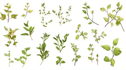 various plants herbs leaves on white background for PNG file purpose