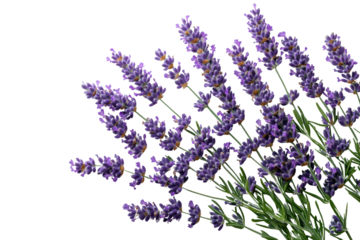 Vibrant lavender flowers showcasing beautiful purple hues, perfect for creating serene and calming environments or enhancing garden aesthetics.