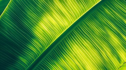 Obraz premium Vibrant Green Banana Leaf Texture Pattern